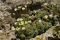 Saxifraga squarrosa