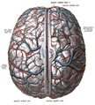 Cerebro con el seno sagital en el centro, con varias lagunas.