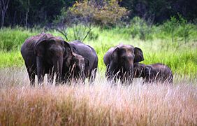 Éléphants se nourrissant d'arbustes dans le Parc national Maduru Oya.