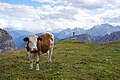 Tre Cime cows 3.jpg3 600 × 2 400; 2,66 MB