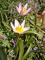 Tulipa saxatilis