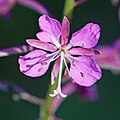 Fireweed, one flower close