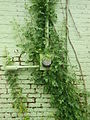 Plant, meter, water, wall, Durham alley.