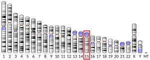 Chromosome 15 (human)