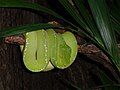 Grüner Baumpython, Sorong-Variante (Morelia viridis SORONG)