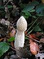 falliforme (Phallus impudicus)