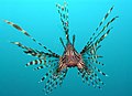 17-24 Xunu: Pterois volitans o Pexe lleón.