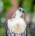 Image 25Red-tailed hawk, fearsome predator