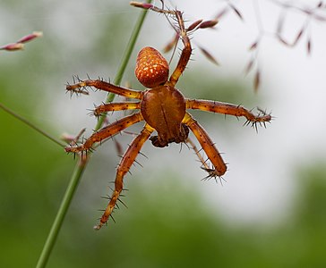 Araneus alsine (Strawberry Spider)