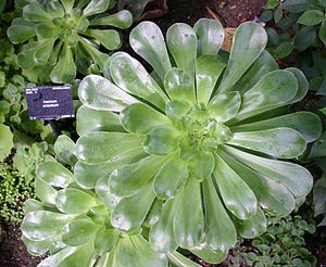 Saucer-plant (Aeonium undulatum)