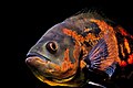 Astronotus ocellatus, a freshwater fish from South America, photographed by Jón Helgi Jónsson (user "Amything")