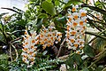 * Nomination Dendrobium thyrsiflorum at Kew Gardens --Mike Peel 07:14, 3 September 2024 (UTC) * Promotion  Support Good quality. --Sebring12Hrs 19:56, 10 September 2024 (UTC)