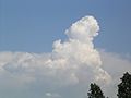 Cumulus congestus