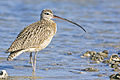 Image 10 Long-billed curlew More selected pictures