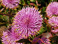 Isopogon cuneatus