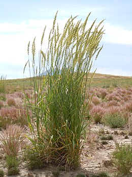 Pilkoji rugiaveidė (Leymus cinereus)