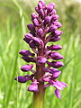 Orchis mascula