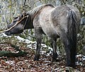 Image 24A Heck Horse, bred to resemble the now-extinct Tarpan (from Domestication of the horse)