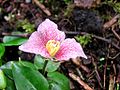 Trillium rivale 'Purple Heart' close-up