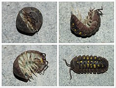 Armadillidium granulatum