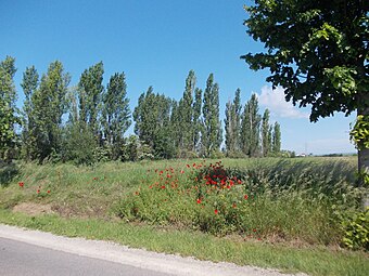 Вітрозахисна огорожа, яка захищає пасовище чи сіножаті від переважаючих вітрів, які можуть його повалити