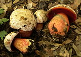 Boletus rhodoxanthus 59736