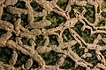 Macro photo of the skin of a North American Cantaloupe, taken with a Canon MP-E 65mm f/2.8 1-5x Macro lens and Macro Twin Lite MT-24EX