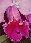 Cattleya hybride.