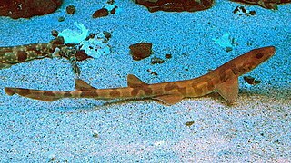 Requin carpette (Cirrhoscyllium japonicum)