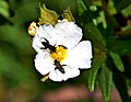 Cistus monspeliensis – Tournasol7