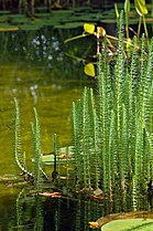 Der Tannenwedel mit quirlständigen Blättern