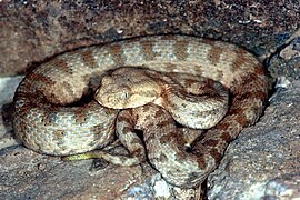 Гюрза (Macrovipera lebetina)