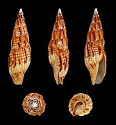 Mitra incompta (Tessellate Mitre), Shell