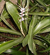 Aechmea drakeana now Ronnbergia drakeana