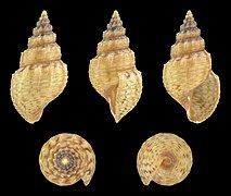 Thiara scabra, shell