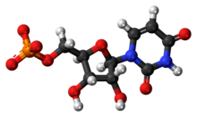 Ball-and-stick model of the UMP molecule as an anion