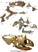 March 5: bones of the dinosaur Utahceratops