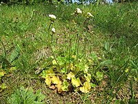 Saxifraga granulata