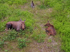 (3 months) Calves stay near their mothers at all times.