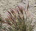 Squirrel-tail grass (Elymus elymoides), early-season form