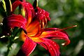 A flower in the Evelyn Gardens of Linnaeus Arboretum at Gustavus Adolphus College