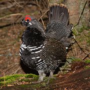 The Spruce grouse