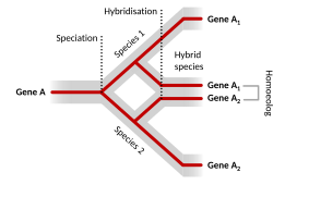 Sequence homology