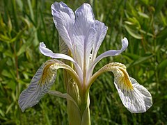 Flor de Iris missouriensis mostrando o estilete azul-claro acima da pétala descaída.