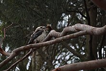 Image of a laughing kookaburra holding a sausage in its mouth.