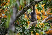 Black gibbon