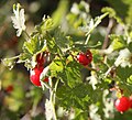 Mountain gooseberry (R. montigenum) berries