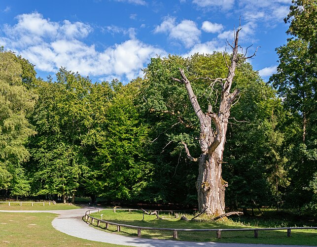 700-летний дуб (лат. Quercus robur), прозванный «Конская Голова» (нем. Pferdekopfeiche), с окружностью ствола почти 9 метров и высотой 23 метра. Природный заповедник типа хутевальд[нем.] «Ивенакер Айхен[нем.]», община Ивенак, район Мекленбургское Поозёрье, земля Мекленбург-Передняя Померания, Германия