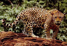 Jaguaras (Panthera onca)