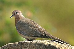 Streptopelia senegalensis